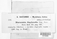 Ophiognomonia leptostyla image